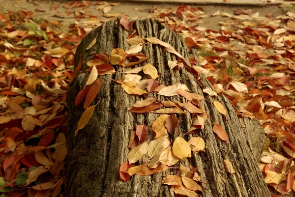Pestré Suché Listí Pokrylo Kládu Zahradě — Stock fotografie