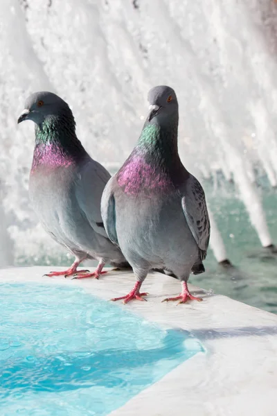 Einsame Vögel am Brunnen leben in urbaner Umgebung — Stockfoto