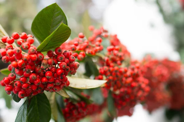 Frutta selvatica trovata nella natura — Foto Stock