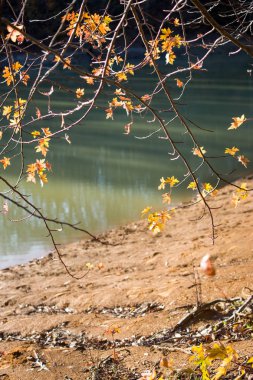 Güzel sonbahar orman manzara sakin gölde yansıyan