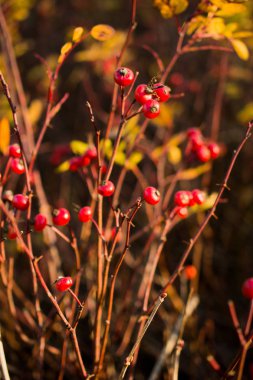 Yabani meyve doğada bulunan
