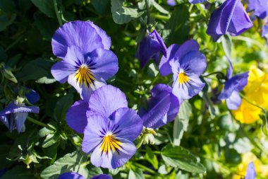 pasta's, tomaten, kaas en paddestoelen zijn geïsoleerd op een witte achtergrond