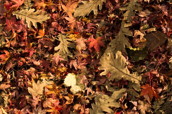 Sonbahar bir arka plan olarak kuru yapraklar — Stok fotoğraf