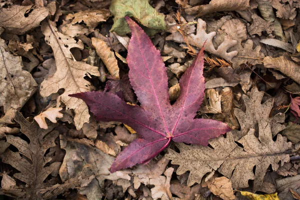 Folhas secas como fundo de outono — Fotografia de Stock