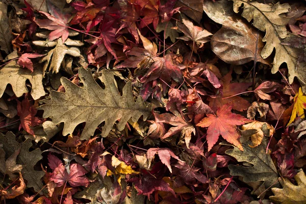 Trockenes Laub als herbstlicher Hintergrund — Stockfoto