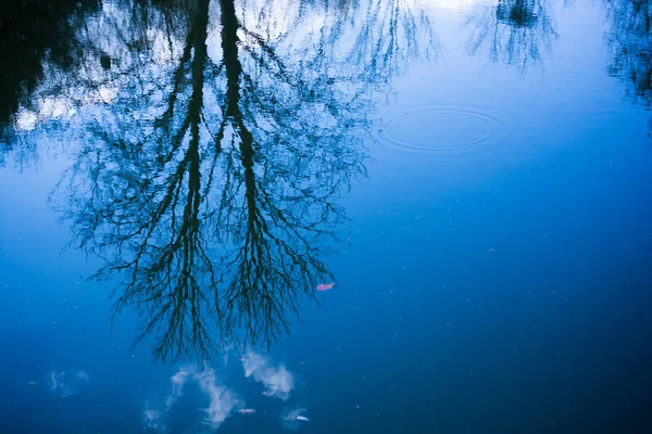 Hermoso paisaje de bosque de otoño reflejado en un lago tranquilo — Foto de Stock