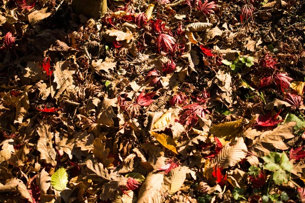 Trockenes Laub als herbstlicher Hintergrund — Stockfoto