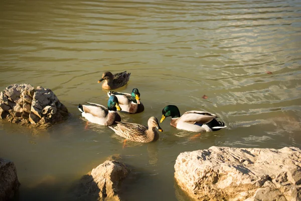 Einsame Enten schwimmen im Teich — Stockfoto