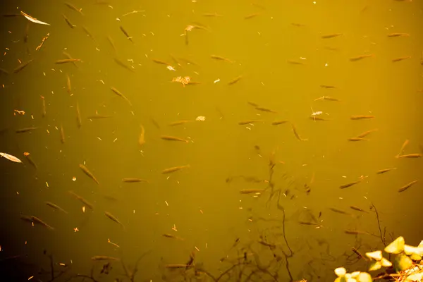 Schöne kleine Fische schwimmen im Wasser des Teiches — Stockfoto