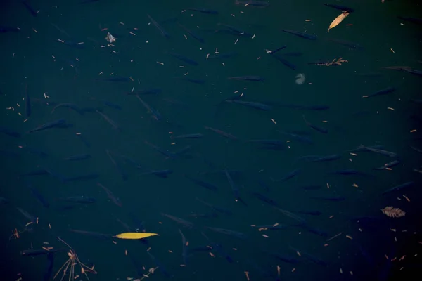 Красивые маленькие рыбки плавают в водах пруда — стоковое фото