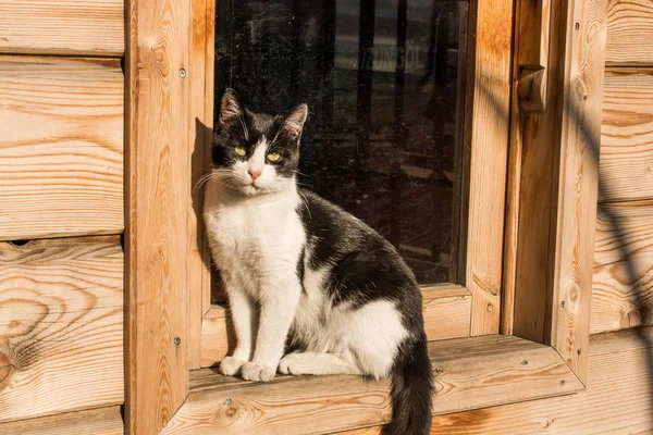 Ще один портрет безпритульного вуличного кота — стокове фото
