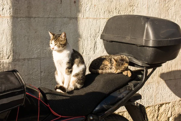 Otro retrato de un gato callejero sin hogar — Foto de Stock