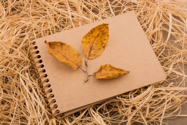 Open blank notebook with fallen autumn leaves