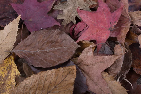 Folhas secas como fundo de outono — Fotografia de Stock