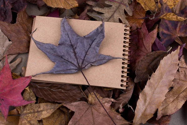 Cuaderno abierto en blanco con hojas caídas de otoño — Foto de Stock