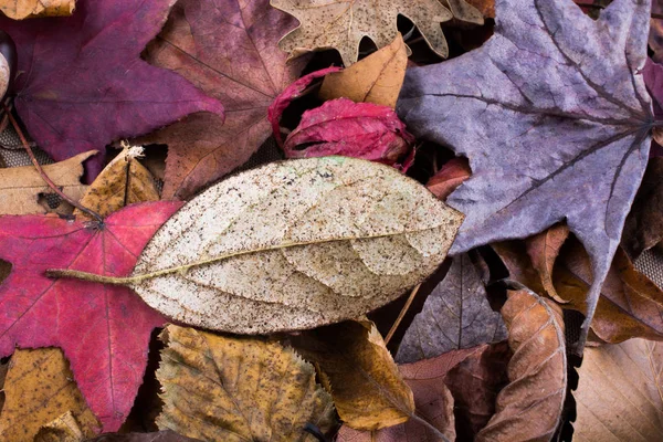 Suché listí na podzim pozadí — Stock fotografie