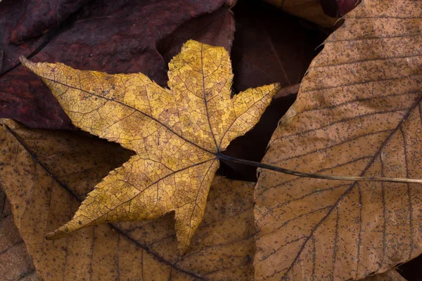 干树叶为秋天的背景 — 图库照片