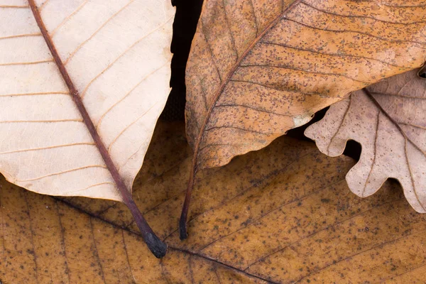 干树叶为秋天的背景 — 图库照片