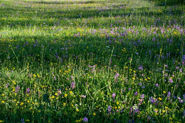 Textura zelené trávy jako přírodní pozadí — Stock fotografie