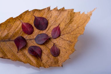 Beyaz bir arka plan üzerine yerleştirilen kuru yapraklar