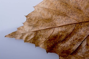 Bir sonbahar arka plan olarak kuru yaprak