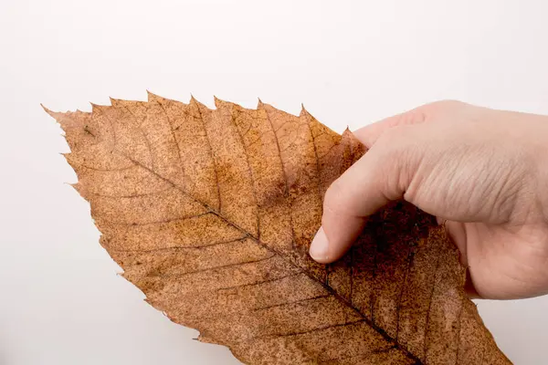 Mano sosteniendo una hoja seca de otoño sobre un fondo blanco —  Fotos de Stock