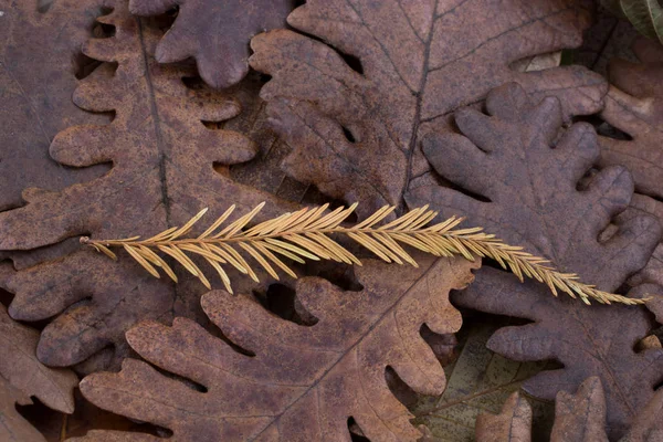 Hoja seca sobresaliente en otras hojas como fondo de otoño — Foto de Stock