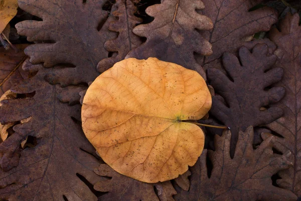 Suchy liść wybitne na innych liści jako tło jesień — Zdjęcie stockowe