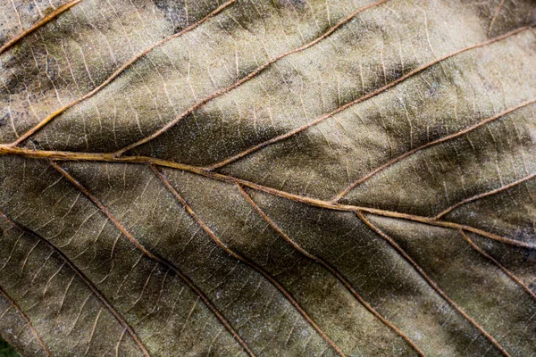 Macro vista de una hoja seca de temporada de otoño —  Fotos de Stock