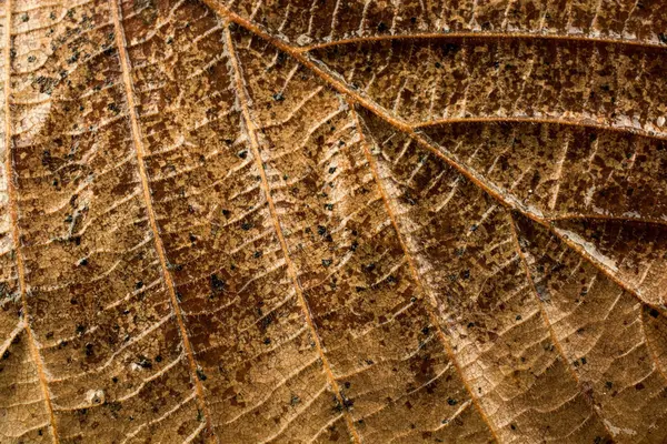 Bir kuru yaprak sonbahar sezonunun makro görünümü — Stok fotoğraf