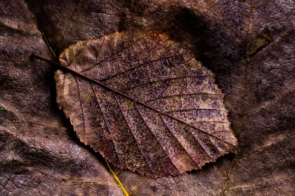 Сухой лист на других листьях в качестве осеннего фона — стоковое фото