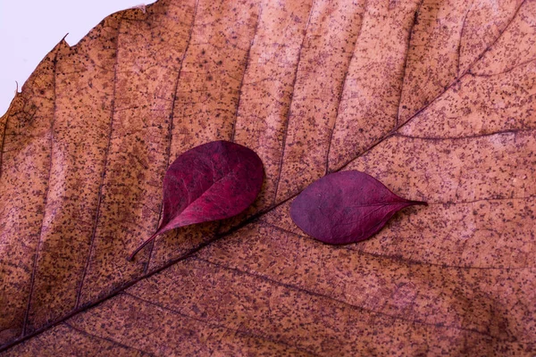 Сухие листья на осеннем фоне — стоковое фото