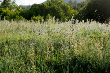 Yeşil çim doku doğa arka plan olarak 