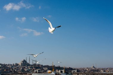 Istanbul'da deniz üzerinde gökyüzünde güvercinler uçmak