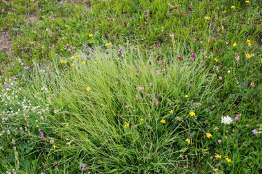 Yeşil çim doku doğa arka plan olarak 