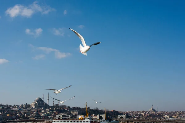 Pombos voam no céu sobre o mar em Istambul — Fotografia de Stock