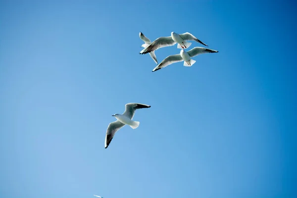 Möwen fliegen im Himmel über dem Meer — Stockfoto