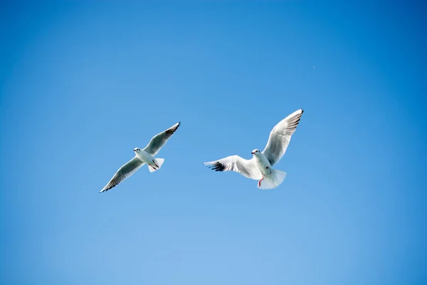 Пара чаек, летающих в небе над морской водой — стоковое фото