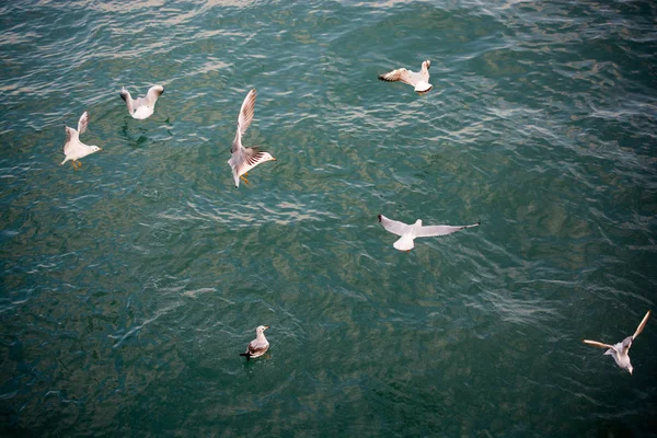 Måsarna flyger i himlen över havsvattnet — Stockfoto