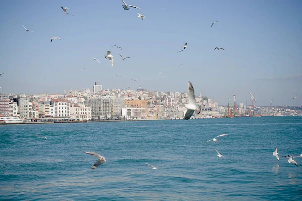 Pombos voam no céu sobre o mar em Istambul — Fotografia de Stock