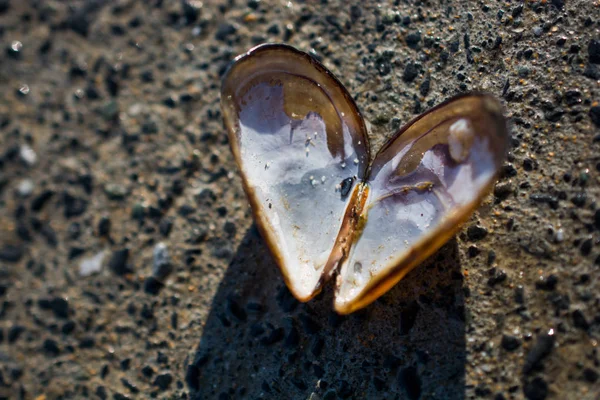 Серцеподібна черепашка, знайдена на бетонному тлі — стокове фото