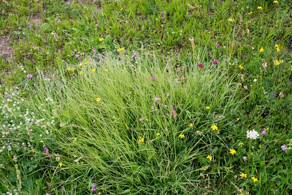 Grönt gräs textur som naturen bakgrund — Stockfoto