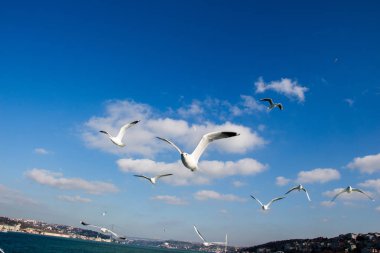 Deniz sular gökte uçan martılar