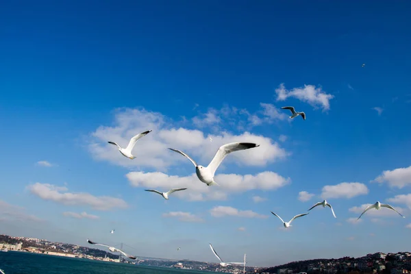 Gaviotas volando en el cielo sobre las aguas del mar — Foto de Stock