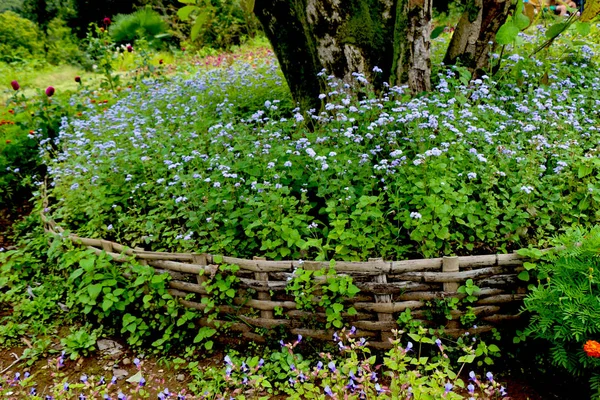 Hermosas flores como fondo — Foto de Stock