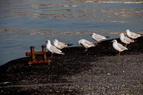 Gaivotas vivem na costa em um ambiente urbano — Fotografia de Stock