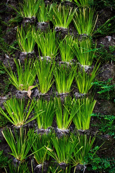 Groen gras textuur als achtergrond van de natuur — Stockfoto