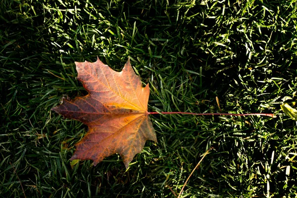 Feuille sèche placée sur un fond vert — Photo