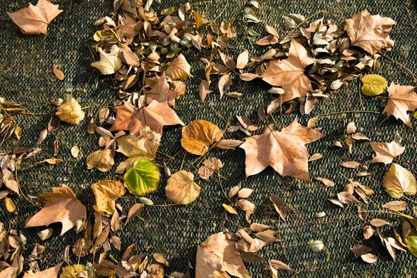 Текстура фону осіннього сезону з його елементами — стокове фото