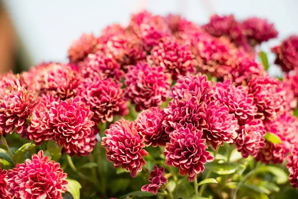 Szép virágok, mint a háttér — Stock Fotó